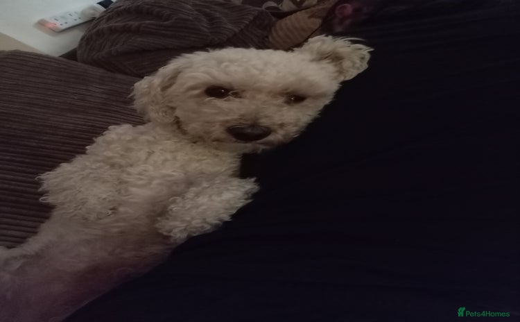 Poochon dogs - Advert 8