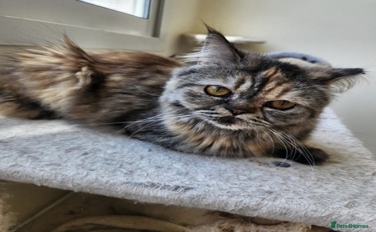 Mixed Breed cats - Advert 11