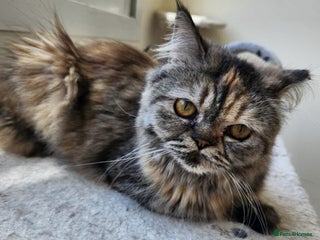 Mixed Breed cats - Advert 2