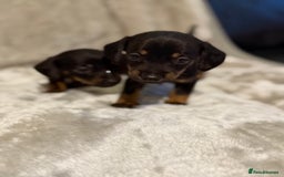 Miniature Dachshund dogs for sale: 🐾 Stunning Miniature Dachshund Puppies - Image 8
