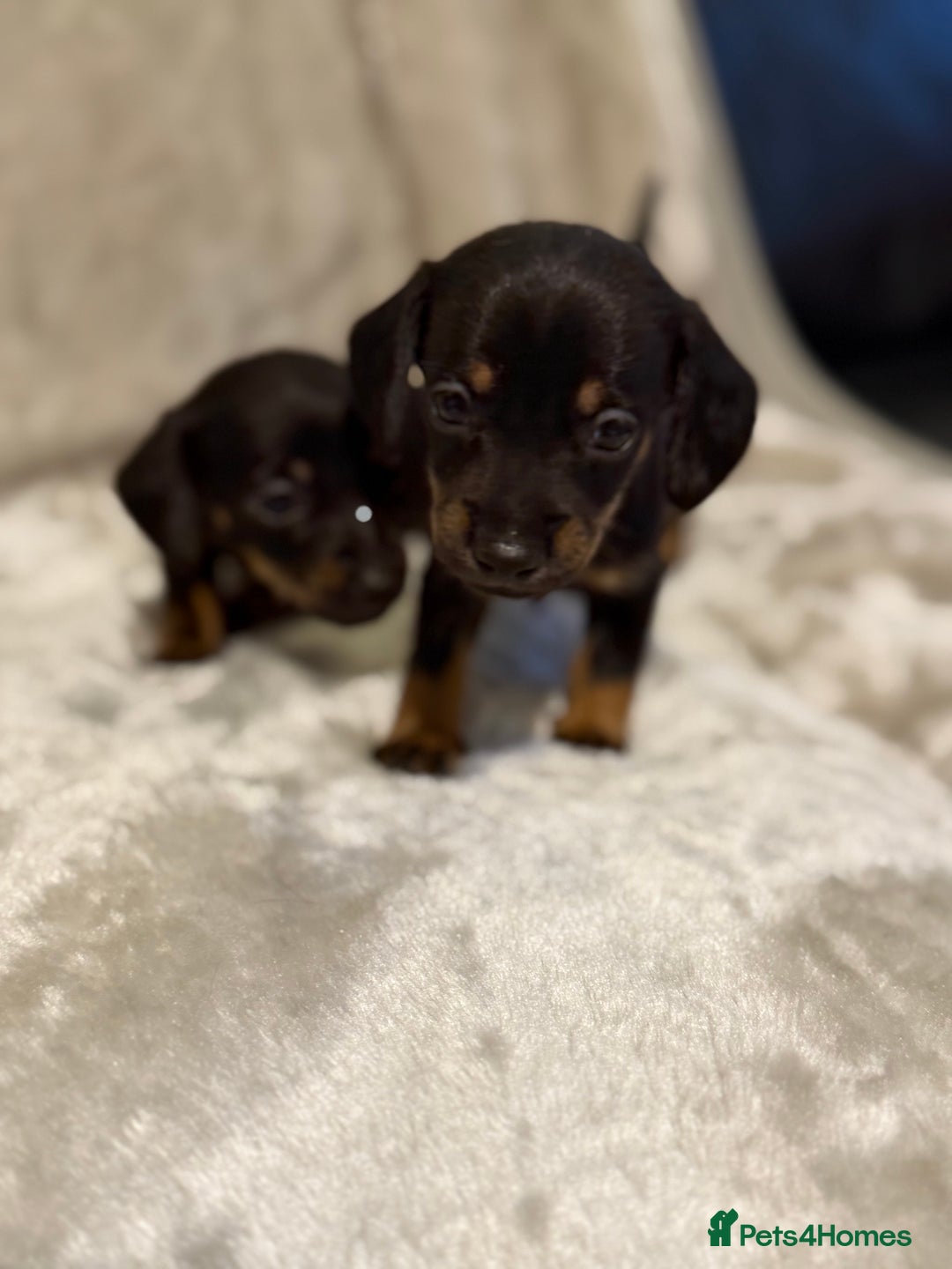 Miniature Dachshund dogs for sale: 🐾 Stunning Miniature Dachshund Puppies - Image 8