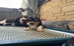 Basset Hound dogs for sale: Basset Hound Puppies - Image 14