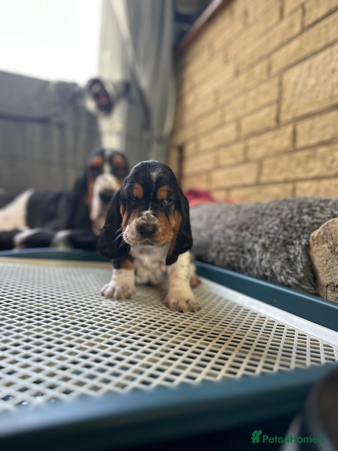 Basset Hound dogs for sale: Basset Hound Puppies - Image 14
