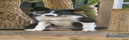 Mixed Breed dogs for sale: Beautiful  puppies in Swindon - Advert 13