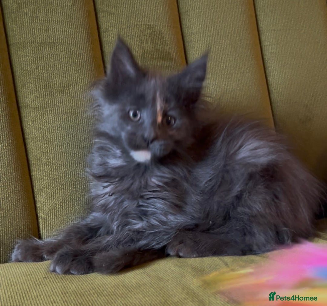 Maine Coon cats for sale: Maine Coon girls READY NOW Russian sired  - Image 21