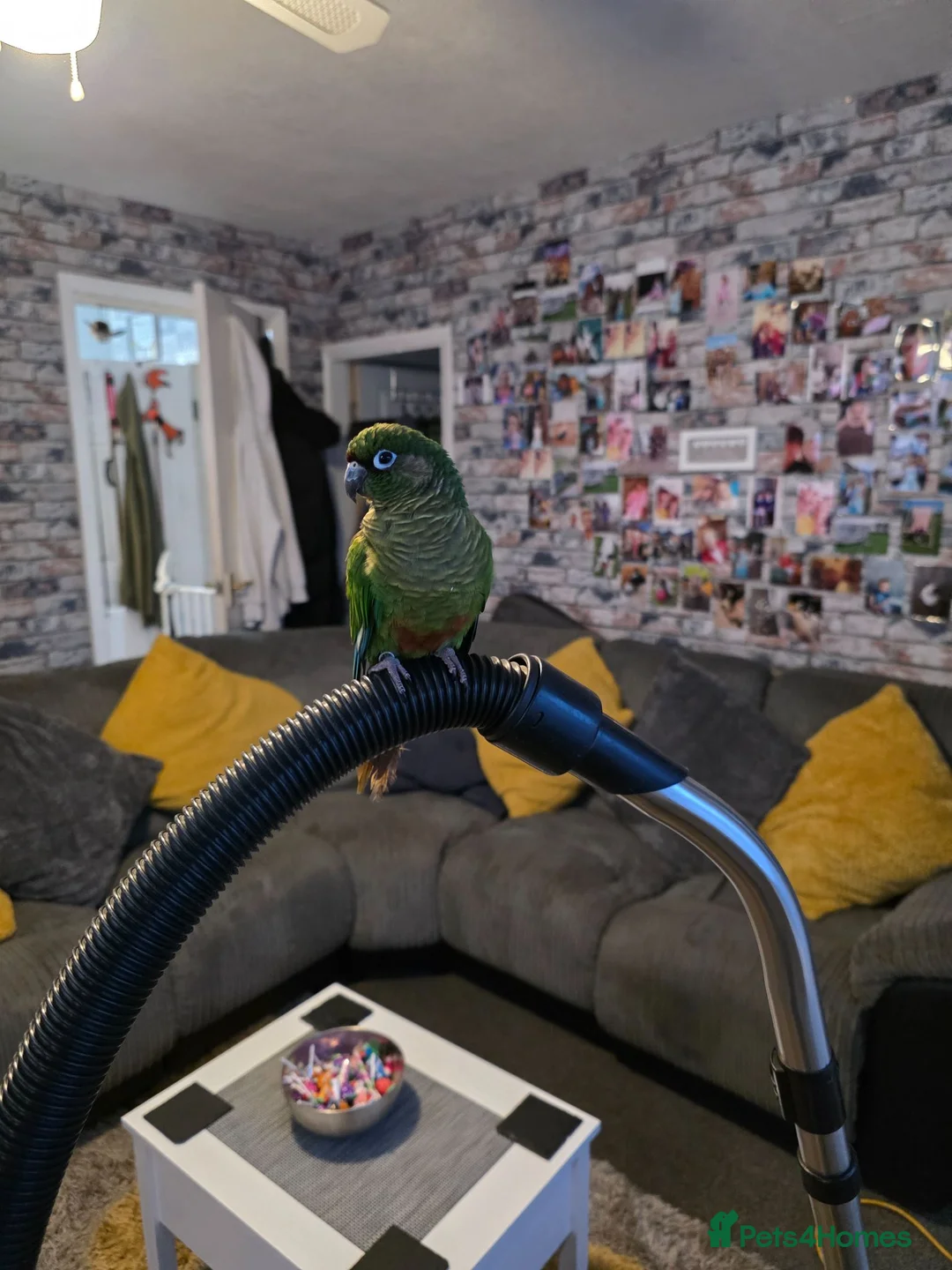 Conures birds for sale: Conure  in Stoke-on-Trent - Advert 3