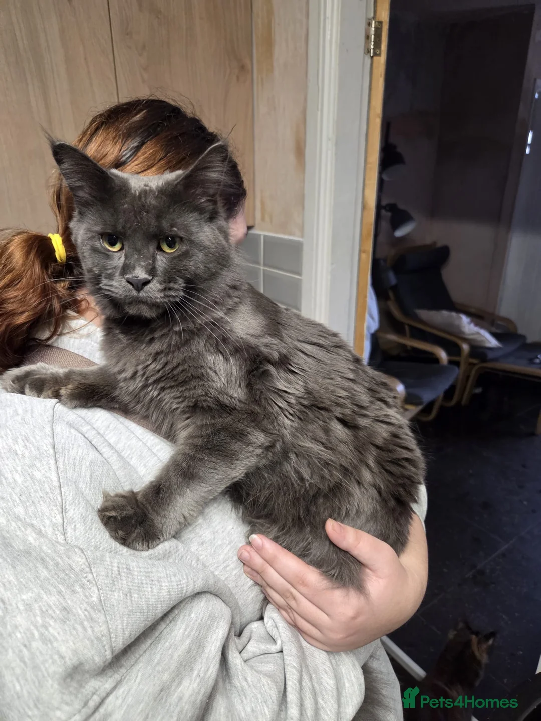 Maine Coon cats for sale: Stunning blue boy - Advert 6