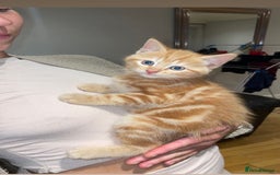 Ocicat cats for sale: Beautiful ginger boy - Image 3