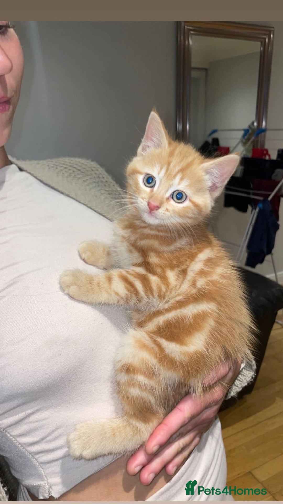 Ocicat cats for sale: Beautiful ginger boy - Image 3