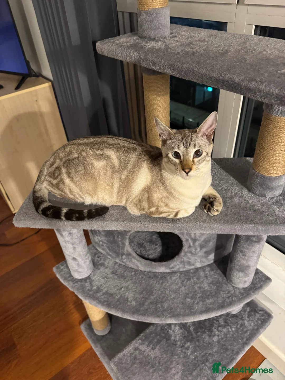 Mixed Breed cats for sale: 8 month old neutered male kitten - Advert 4