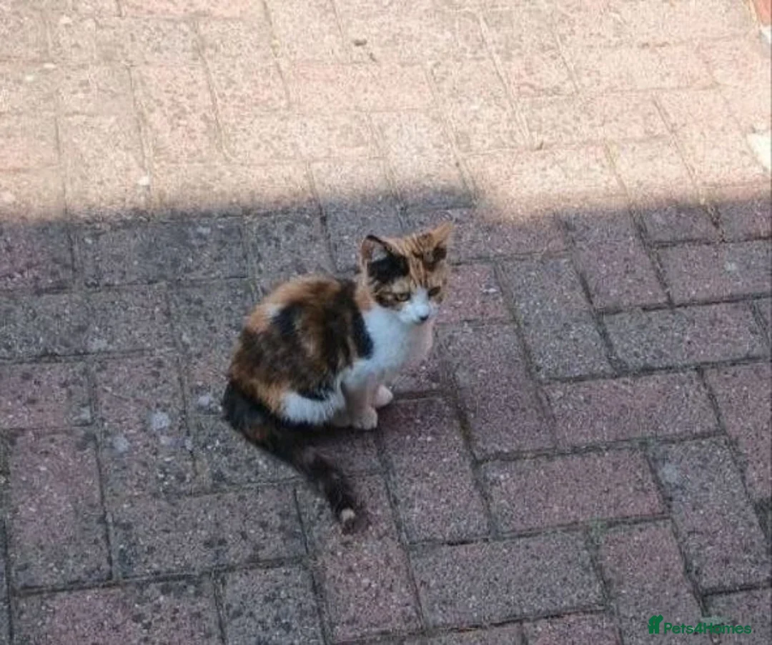 Domestic Shorthair cats for sale: Kittens available to a good home in Birmingham - Advert 7