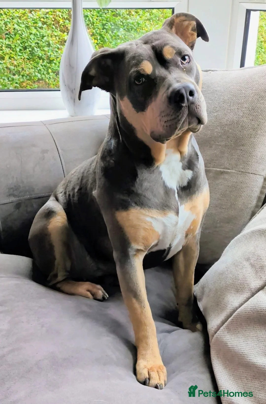 Mixed Breed dogs for sale: Labrabull Puppies  - Advert 3