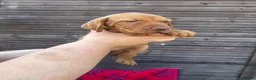 Hungarian Vizsla dogs for sale: Outstanding Kc registered Hungarian vizsla - Advert 5