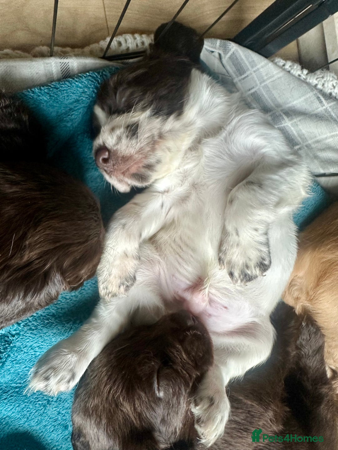 Sprocker dogs for sale: Beautiful spaniel puppies  - Image 10