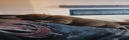 Staffordshire Bull Terrier dogs for sale: 🧸RED STAFFORDSHIRE BULLTERRIER BOY🧸 in Nottingham - Advert 4