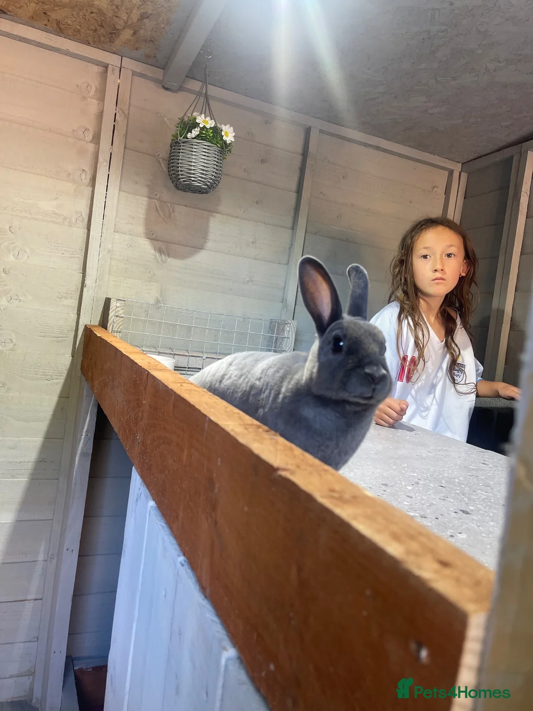 Rex rabbits for sale: Bunny for sale  in Ripon - Advert 8