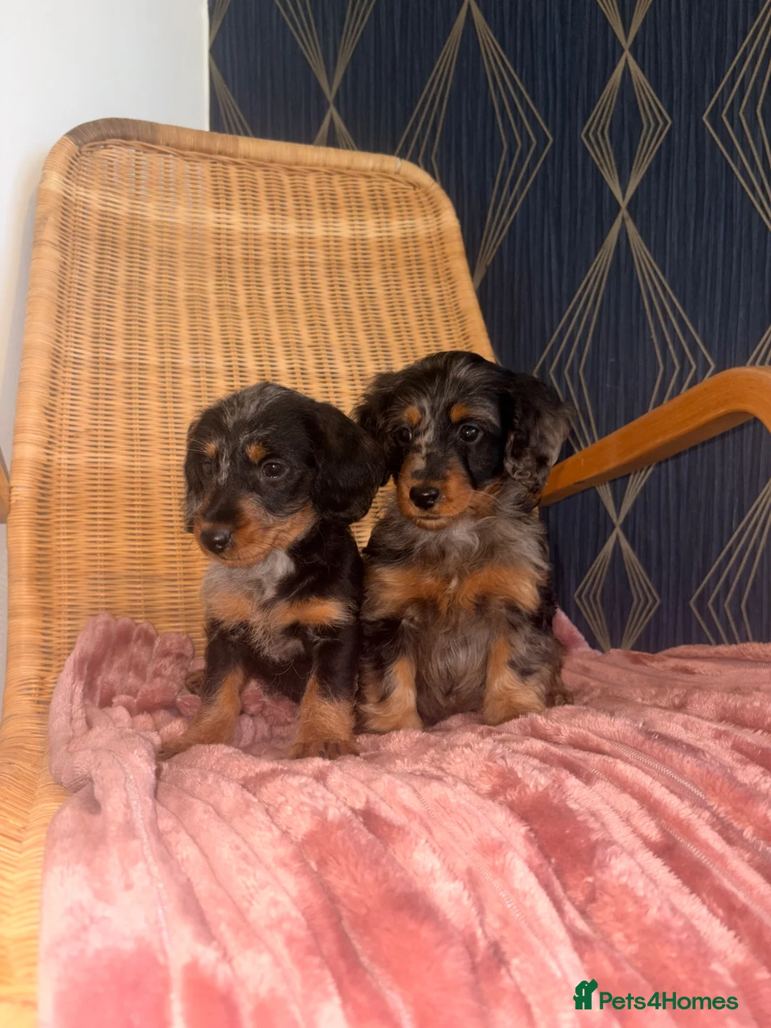 Doxiepoo dogs for sale: Doxiepoo Puppies  - Advert 2