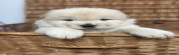 Chow Chow dogs for sale: DWKC CHOW CHOW MALE PUPS  - Advert 5