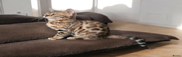 Bengal cats for sale: bengal  - Advert 3