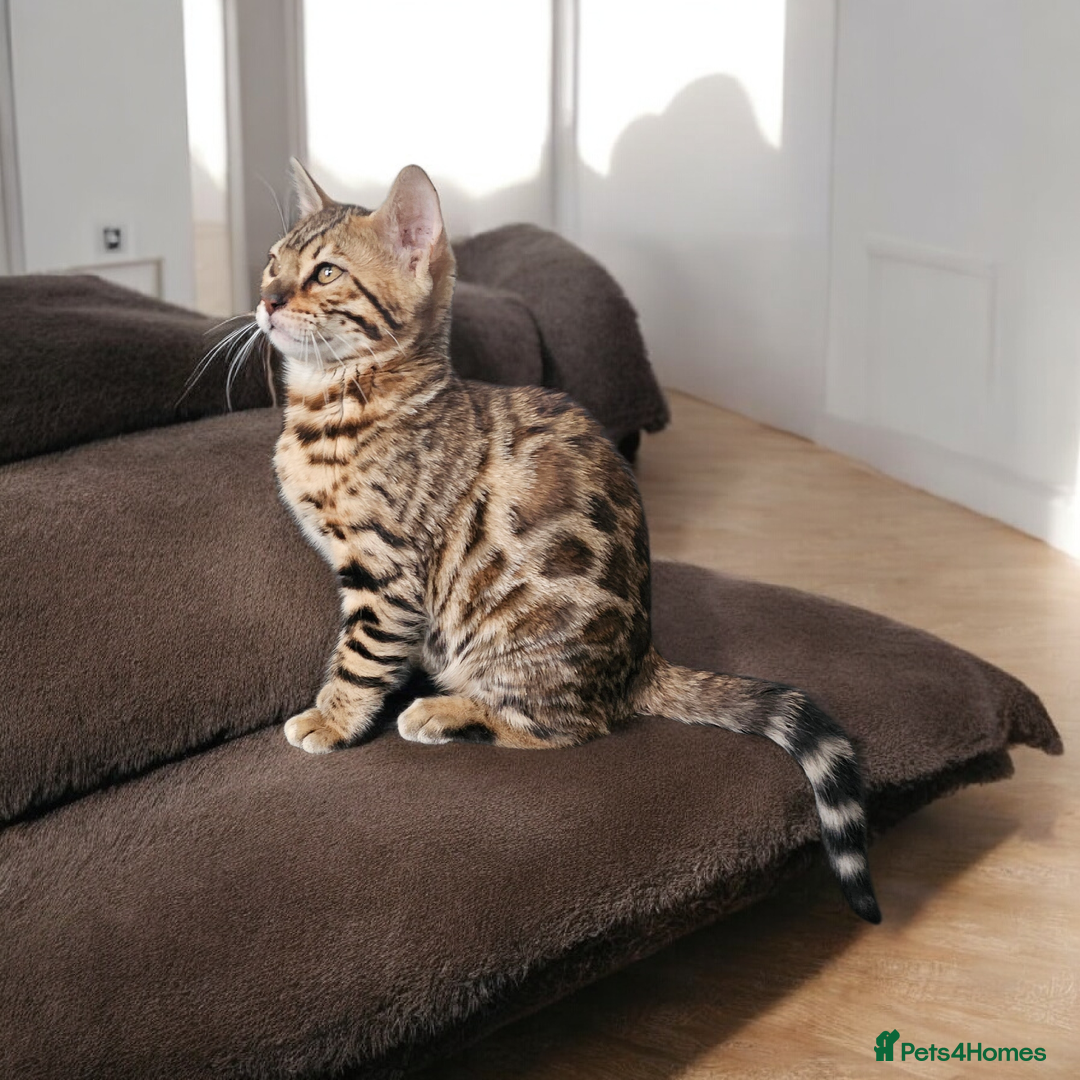 Bengal cats for sale: bengal  - Advert 3