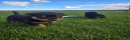 Rottweiler dogs for sale: Stunning Rottweilers - Advert 6