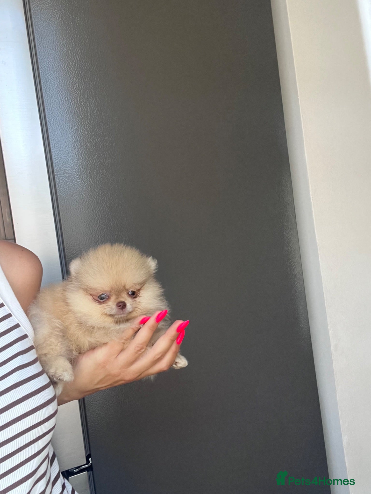 Pomeranian dogs 🔥Boy 450gr at 8 weeks👁️green eyes 🐻🏆 - Advert 2