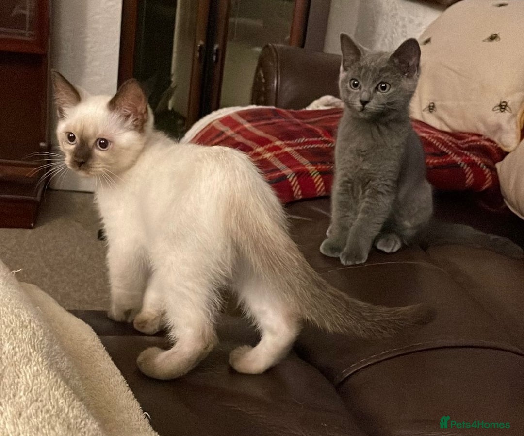 British Shorthair cats for sale: Reduced- BRITISH BLUE SHORTHAIR RAG DOLL KITTENS in Wigan - Image 21