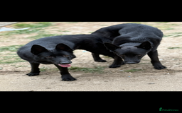 German Shepherd dogs for sale: German shepherd puppies  - Image 12