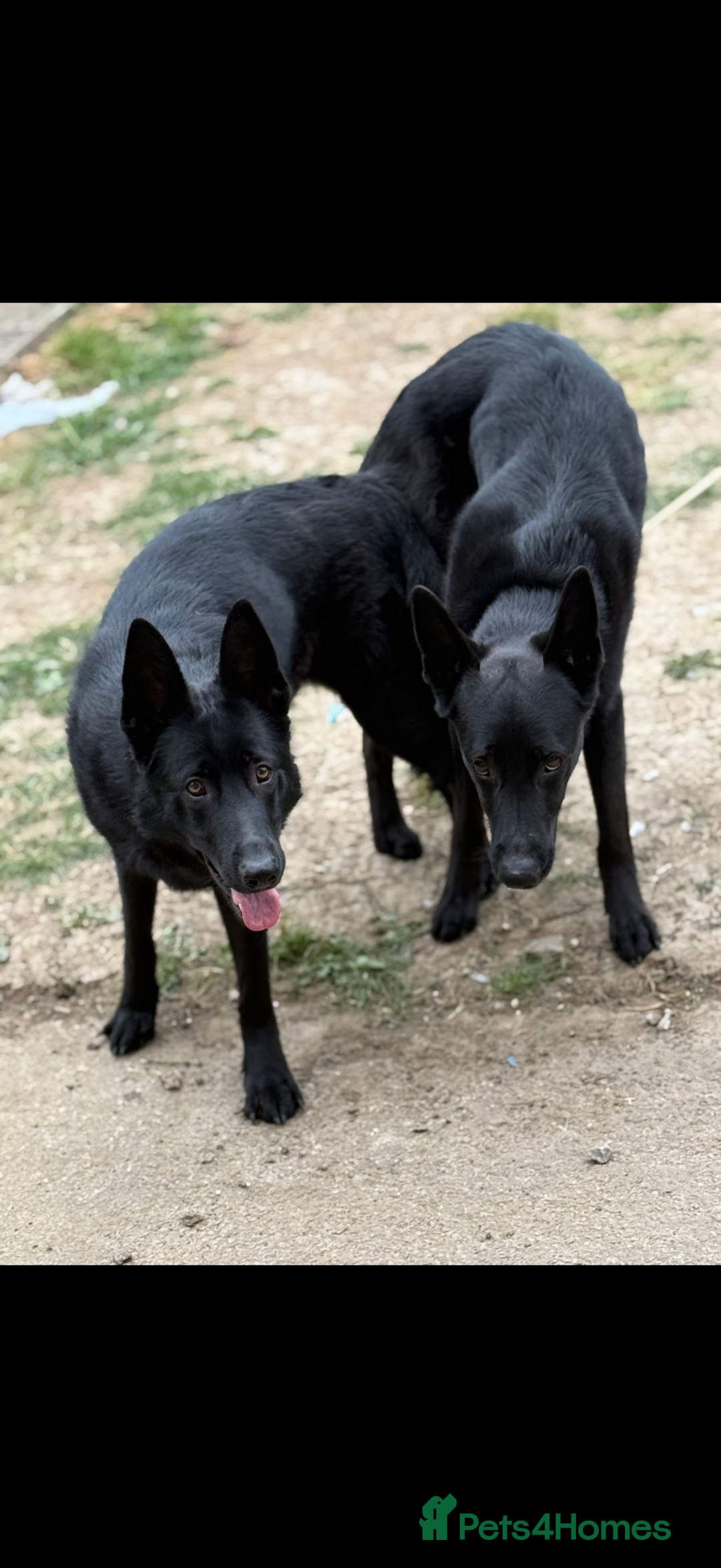 German Shepherd dogs for sale: German shepherd puppies  - Image 12