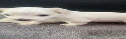 Maltese dogs for sale: 🤍 Beautiful Maltese Puppies – Ready to Reserve 🤍 - Advert 16