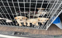 Labrador Retriever dogs for sale: Labrador puppies  - Image 4