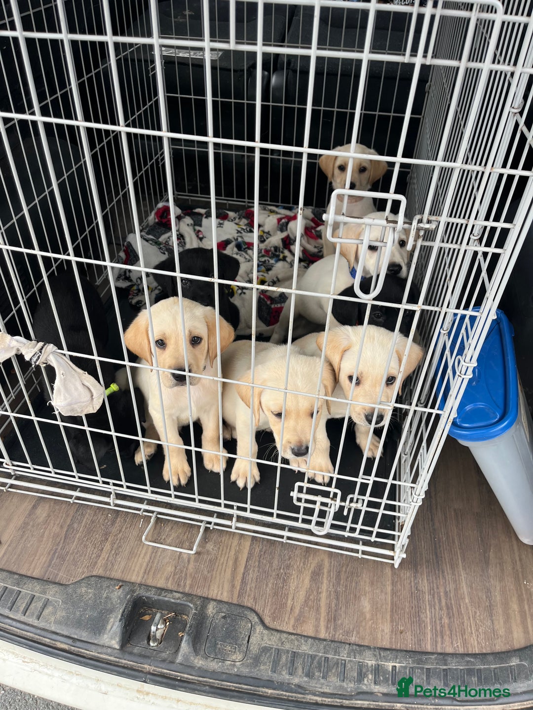 Labrador Retriever dogs for sale: Labrador puppies  - Image 4