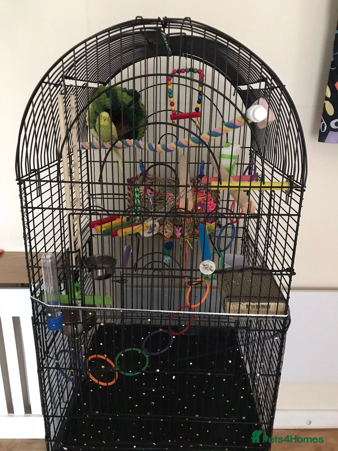 Budgerigars birds for sale: Gorgeous Budgies with fully accessorised cage - Advert 3