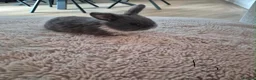Mini Lop rabbits for sale: Purebred Mini Lop Rabbits Available Soon 🐰 - Advert 8