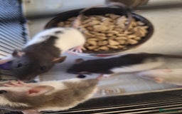 Rat rodents for sale: Baby rats  - Image 1