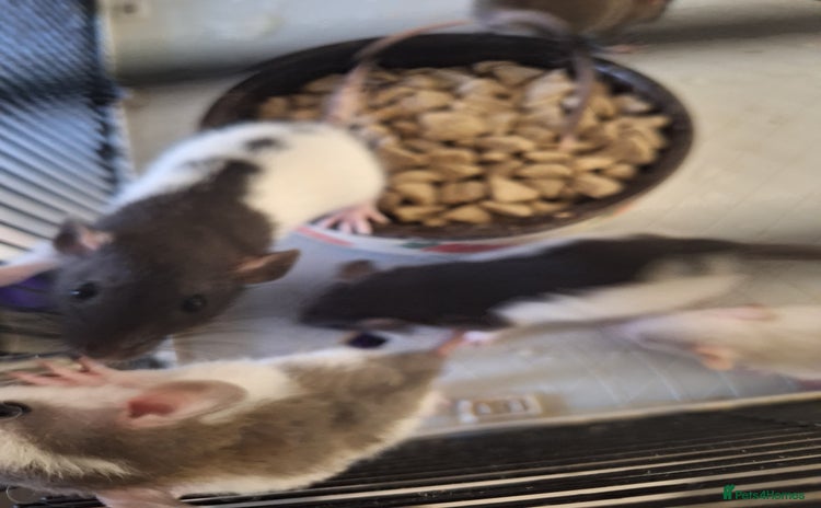 Rat rodents - Advert 1