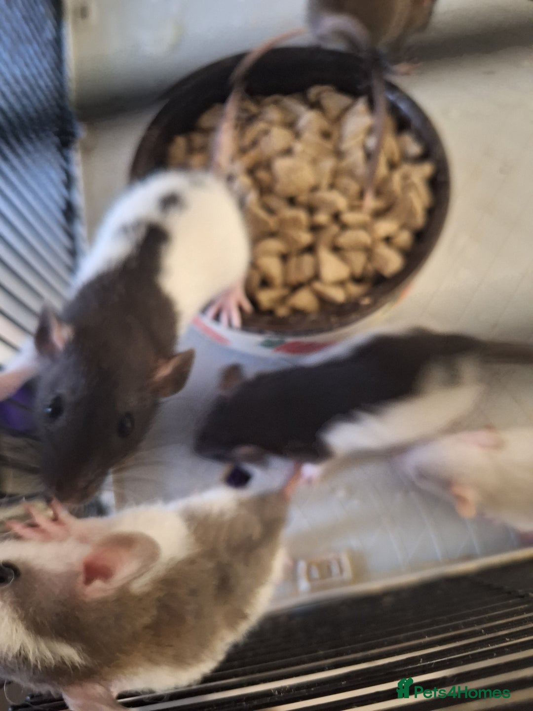Rat rodents for sale: Baby rats  - Image 1