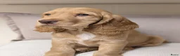 Cocker Spaniel dogs for sale: Gorgeous Show Cocker Spaniel Puppies  - Advert 9