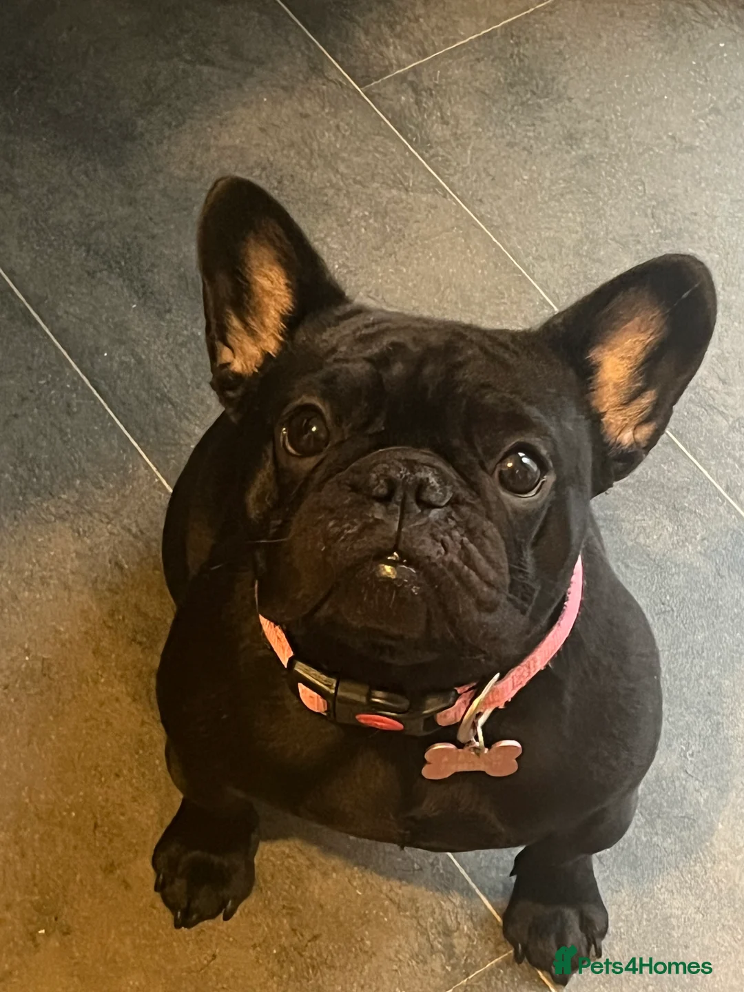 French Bulldog dogs for sale: Beautiful tiny girl  - Advert 3