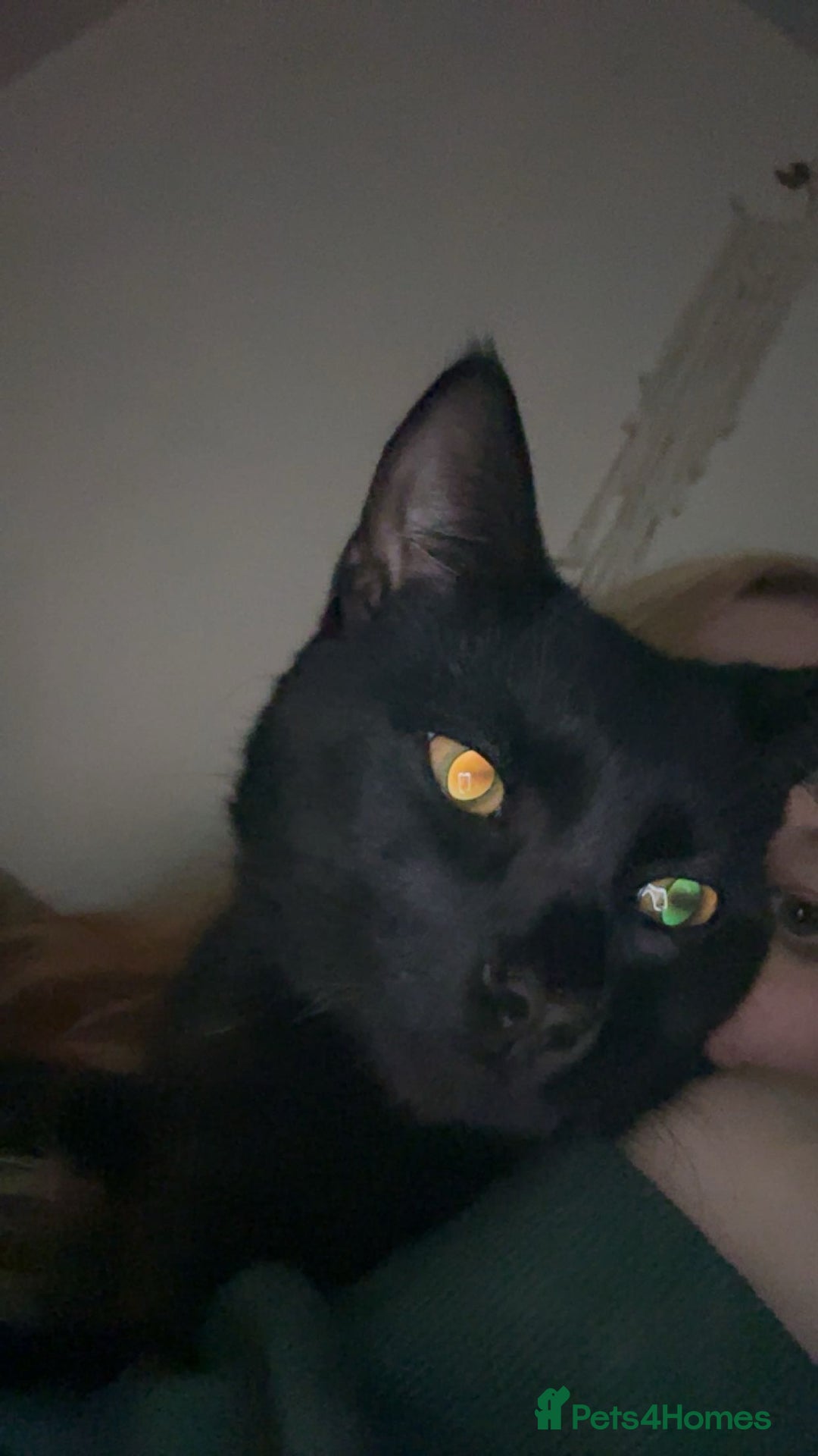 Mixed Breed cats for sale: Mr Kitty looking for a new home - Advert 5