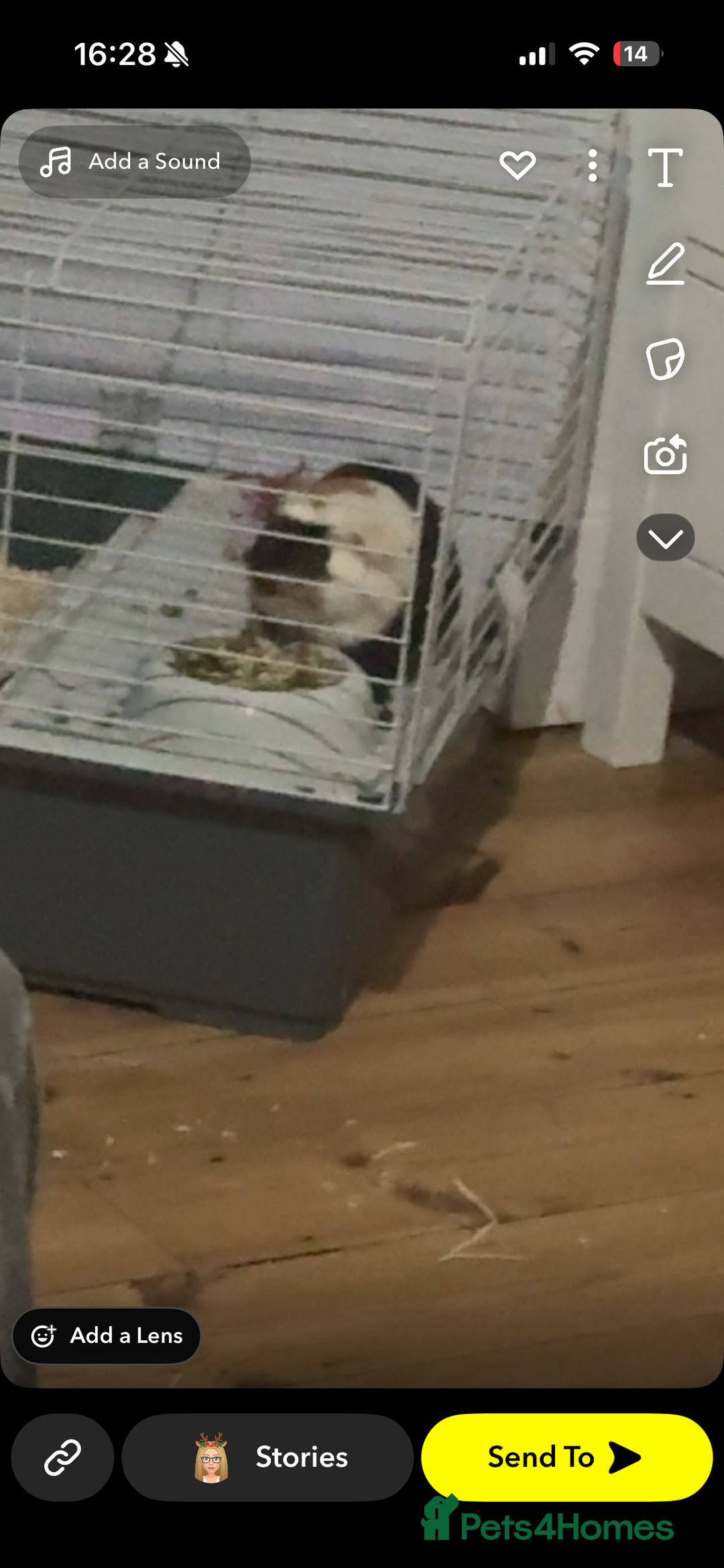 Guinea Pig rodents for sale: Two male guniea pigs URGENT  - Advert 3