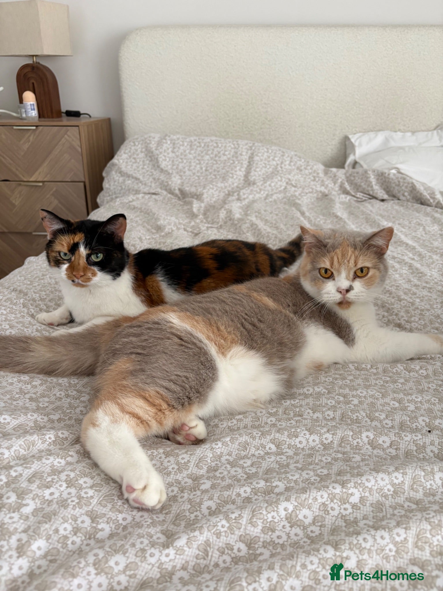 British Shorthair cats Cookie and Bella Adults British Shorthair  - Advert 1