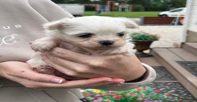 Maltese dogs - Advert 3