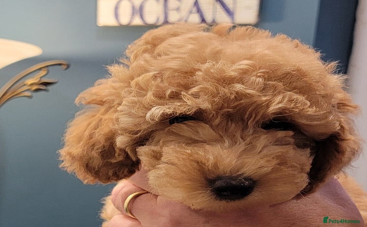 Maltipoo dogs - Advert 1