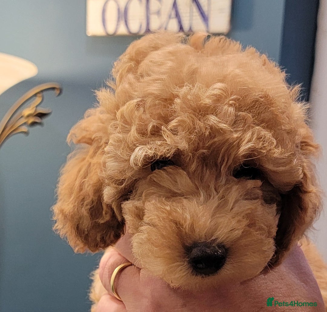Maltipoo dogs for sale: F1b Maltipoo.   Ready to leave now  - Image 7