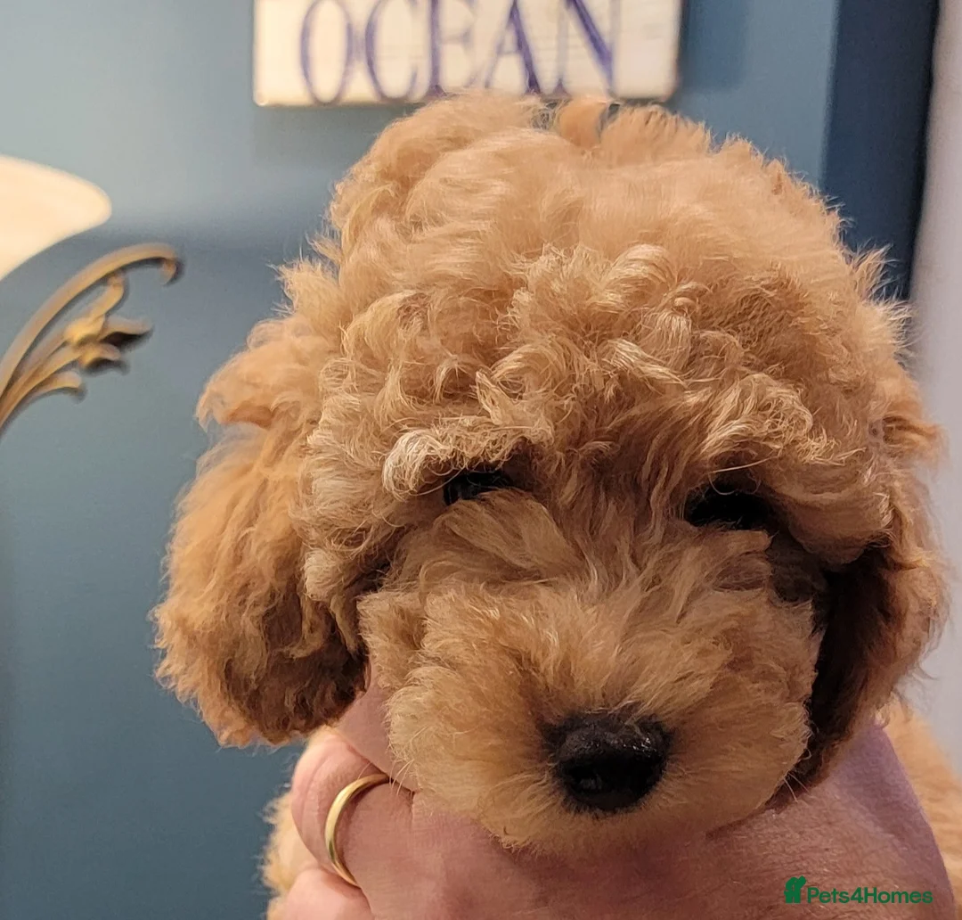 Maltipoo dogs for sale: F1b Maltipoo.   Ready to leave now  - Advert 7