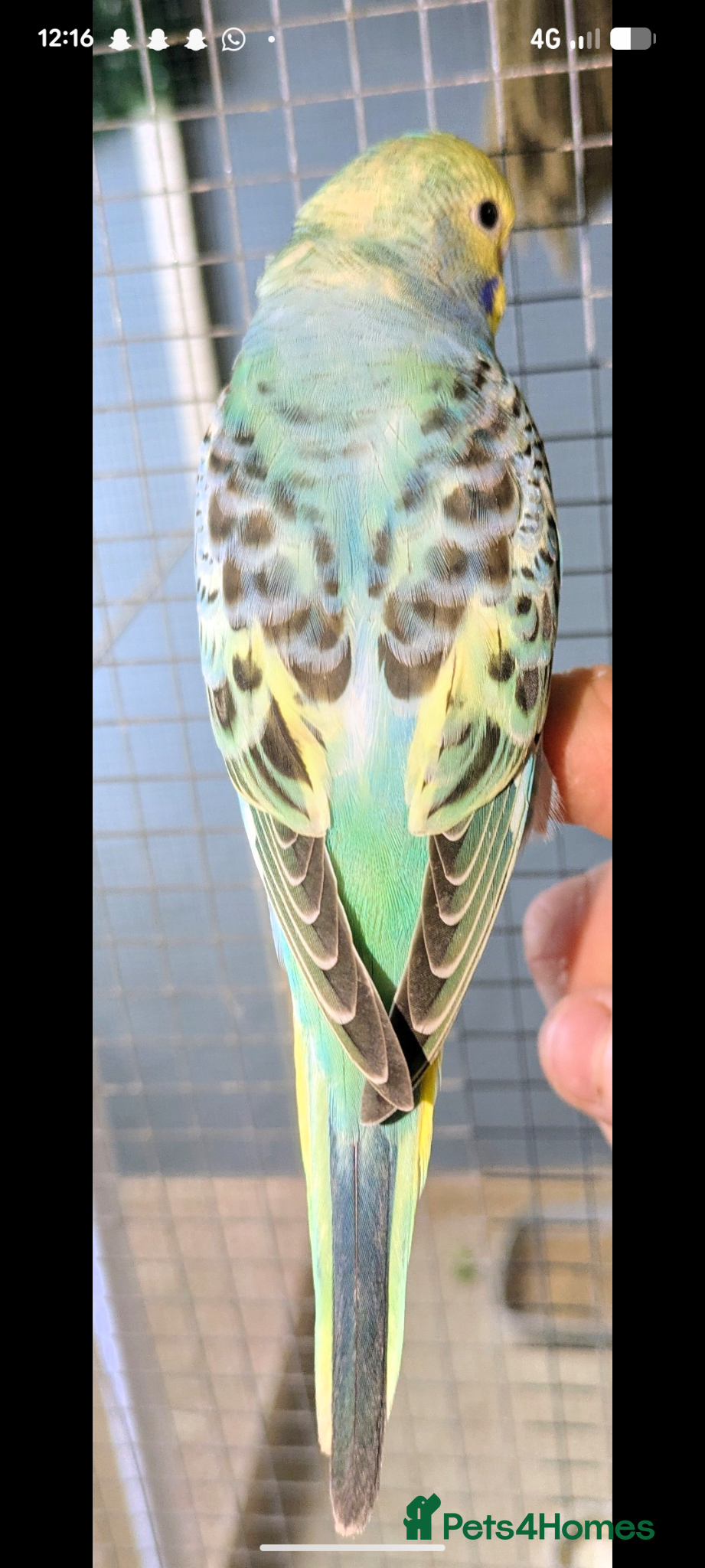 Budgerigars birds Baby Budgies - Advert 2