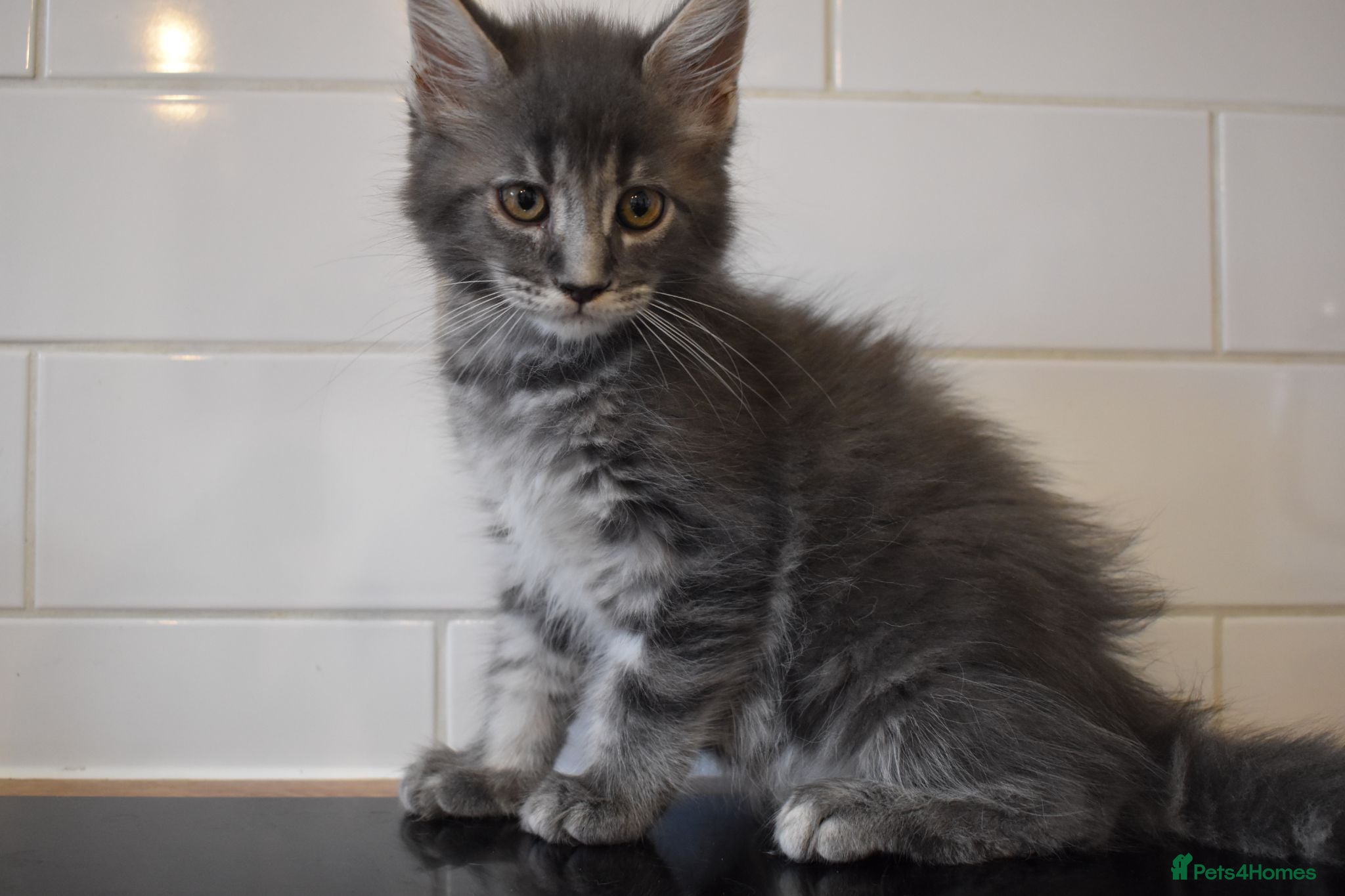 Maine Coon cats Amazing TICA registered kittens - Advert 9