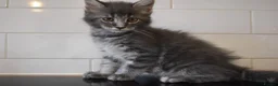 Maine Coon cats for sale: READY FOR COLLECTION  TICA registered kittens - Advert 23