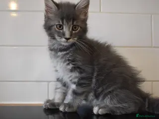 Maine Coon cats Amazing TICA registered kittens - Advert 9